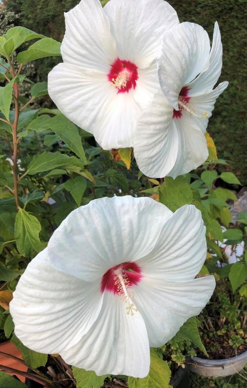 Xxl Hibiscus, diverse kleuren, vaste plant & sedum plantjes, Tuin en Terras, Planten | Tuinplanten, Vaste plant, Overige soorten