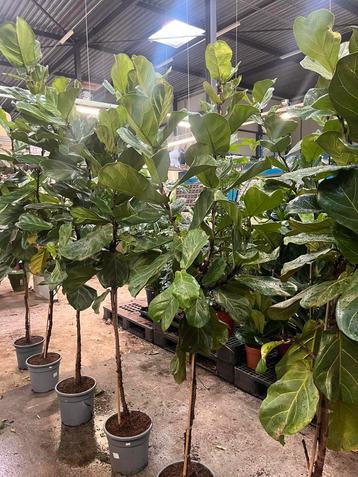 Ficus Lyrata op stam – 200-300 cm hoog beschikbaar voor biedingen
