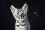 Prachtige sociale Savannah F6 en F7 SBT kittens (legaal), Dieren en Toebehoren, Meerdere dieren, Gechipt, 0 tot 2 jaar