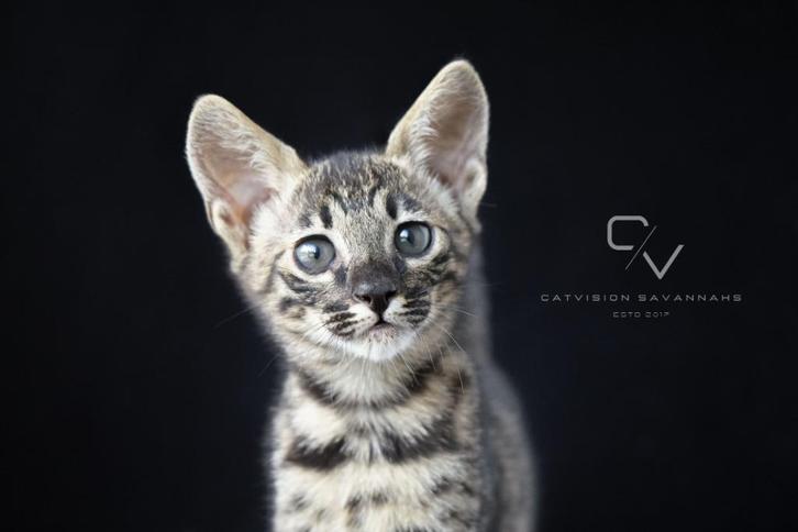Prachtige sociale Savannah F6 en F7 SBT kittens (legaal), Dieren en Toebehoren, Katten en Kittens | Raskatten | Korthaar, Meerdere dieren