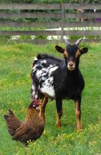 Prachtige jonge dwerg bokken te koop aangeboden, Dieren en Toebehoren, Schapen, Geiten en Varkens, Mannelijk, Geit, 0 tot 2 jaar