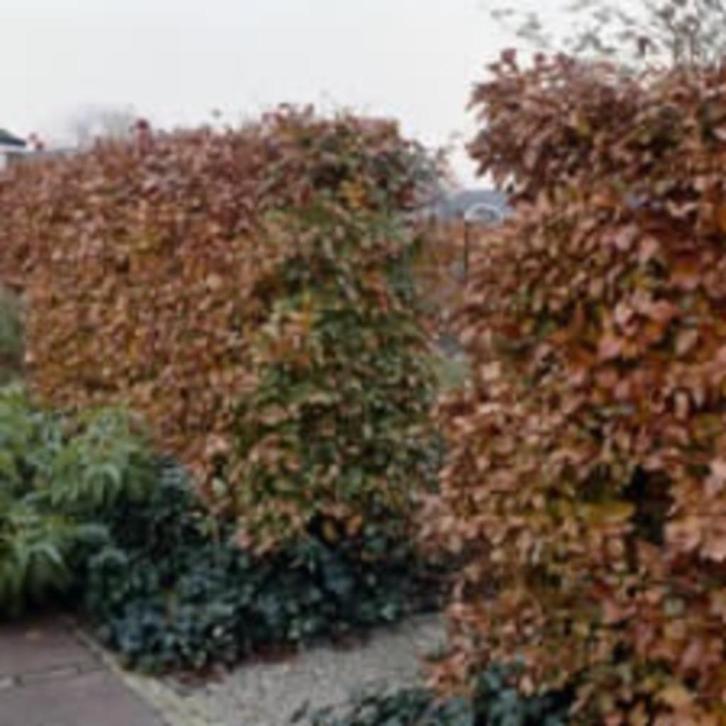 Beuk - Bladhoudend - Fagus sylvatica - Groene beuk - Fagus, Tuin en Terras, Planten | Struiken en Hagen, Beukenhaag, 100 tot 250 cm