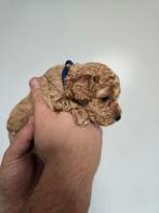 Cockapoo pup reutje F1BBB, Dieren en Toebehoren, Honden | Niet-rashonden, Reu, 8 tot 15 weken, Eén hond, Middel