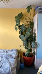 Grote gatenplant, Huis en Inrichting, Kamerplanten, Ophalen, Overige soorten, Halfschaduw, In pot