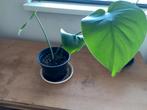 monstera  deliciosa, Ophalen, 100 tot 150 cm, Overige soorten, Halfschaduw