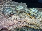 Testudo horsfieldii - Russische vierteen schildpad, Dieren en Toebehoren, Reptielen en Amfibieën, 0 tot 2 jaar, Schildpad, Met terrarium