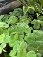 Drijfplanten (Salvinia Minima), Dieren en Toebehoren, Ophalen, Nieuw, Plant(en), Steen of Hout