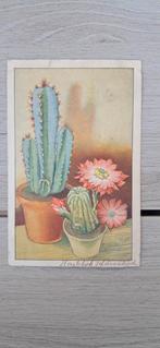 Vintage Ansichtkaart - Cactussen & Bloemen, 1938, Ophalen of Verzenden
