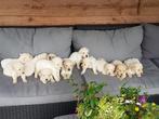Prachtige Golden Retrievers, 12 puppy's, Golden retriever, 8 tot 15 weken, Meerdere, Meerdere dieren