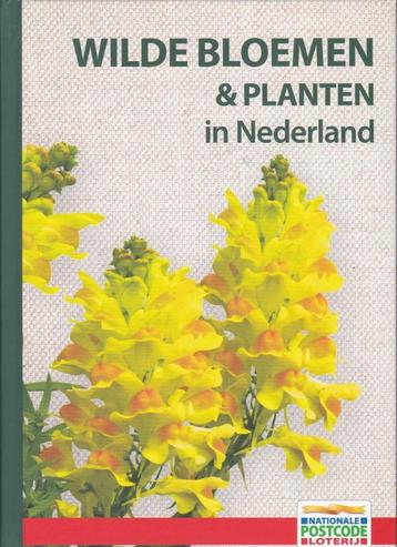 Wilde bloemen & planten in Nederland beschikbaar voor biedingen