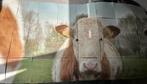 Wanddecoratie koe, Ophalen, Zo goed als nieuw