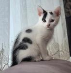 Kittens