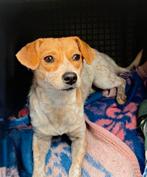 Tiny zoekt baasje, Dieren en Toebehoren, Honden | Niet-rashonden, Particulier, Rabiës (hondsdolheid), 15 weken tot 1 jaar, Buitenland