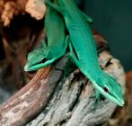 Groene langstaarthagedissen, Takydromus Smaragdinus, Dieren en Toebehoren, Reptielen en Amfibieën, Amfibie, 0 tot 2 jaar