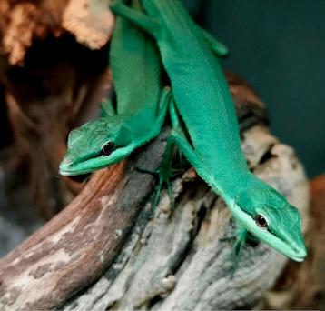 Groene langstaarthagedissen, Takydromus Smaragdinus  beschikbaar voor biedingen