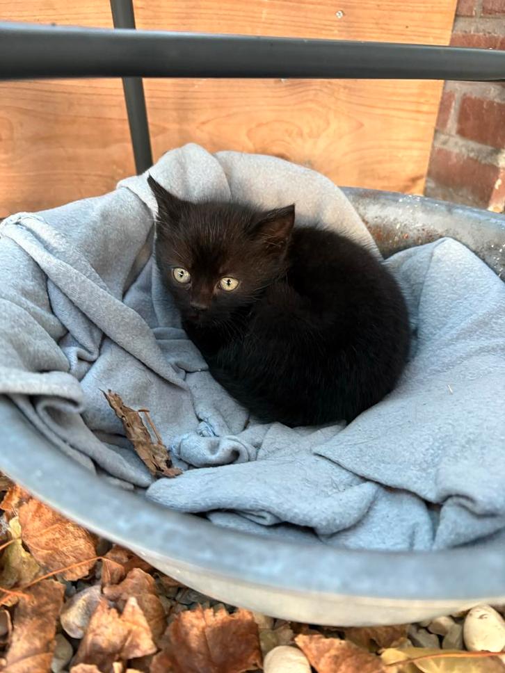 2 kittens, Dieren en Toebehoren, Katten en Kittens | Overige Katten, Meerdere dieren, 0 tot 2 jaar