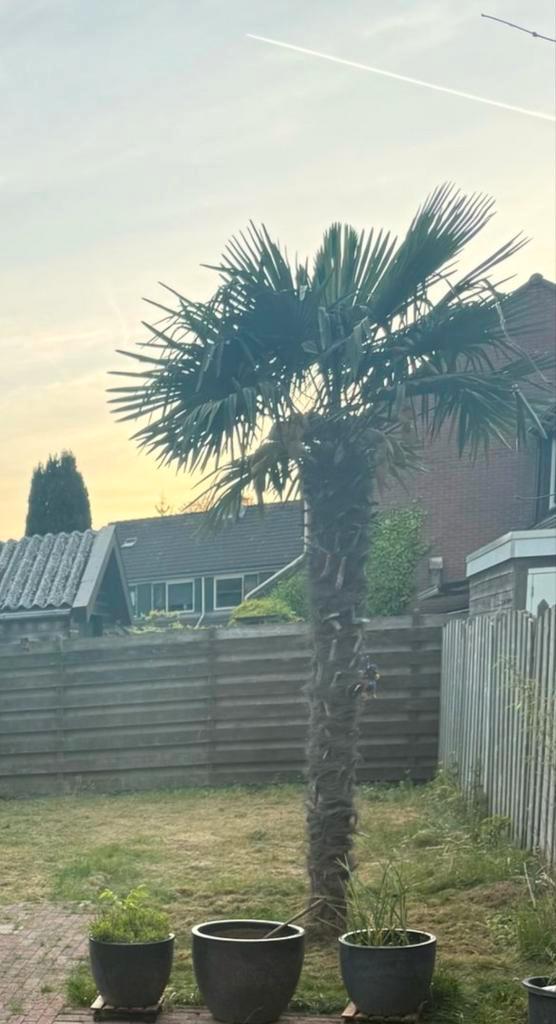 Mooie Palmboom te koop!, Tuin en Terras, Planten | Bomen, Palmboom, 400 cm of meer, Volle zon, Zomer, Ophalen