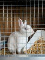 Super lief dwergkonijntje, Dieren en Toebehoren, Mannelijk, Dwerg, 3 tot 5 jaar