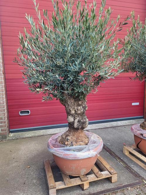 Mooie oude olijfbomen met grillerige stam, Tuin en Terras, Planten | Bomen, Olijfboom, 100 tot 250 cm, Volle zon, Zomer, Ophalen of Verzenden