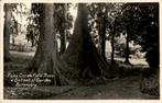 Fotokaart - Botanical Garden, Verzamelen, Ansichtkaarten | Buitenland, Ongelopen, Ophalen of Verzenden, 1920 tot 1940