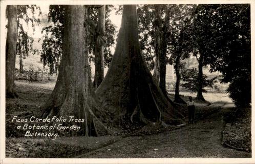 Fotokaart - Botanical Garden, Verzamelen, Ansichtkaarten | Buitenland, Ongelopen, 1920 tot 1940, Ophalen of Verzenden