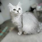 Ragdoll mix Perzisch, Poes, Ontwormd, 0 tot 2 jaar