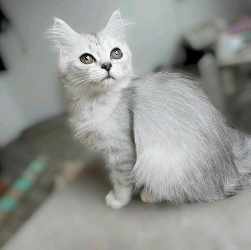 Ragdoll mix Perzisch, Dieren en Toebehoren, Katten en Kittens | Raskatten | Langhaar, Poes, 0 tot 2 jaar, Ontwormd, Ingeënt