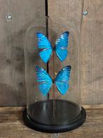Mooie stolp met twee opgezette vlinders (Morpho), Verzamelen, Dierenverzamelingen, Ophalen of Verzenden, Nieuw, Insect, Opgezet dier