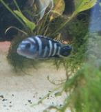 Aquarium vissen cichliden, Vis