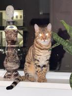 100% Bengaalse Poesje, Dieren en Toebehoren, Katten en Kittens | Overige Katten, Poes