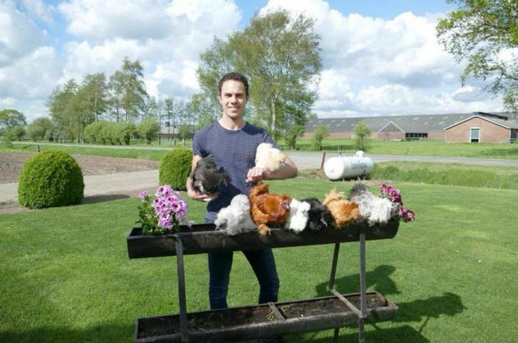 Prachtige Kriel Zijdehoenders Kuikens Ongebaard!, Dieren en Toebehoren, Pluimvee, Kip, Vrouwelijk