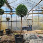 Conifeer op stam, Tuin en Terras, Planten | Bomen, Bloeit niet, Halfschaduw, 100 tot 250 cm, Ophalen