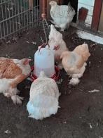 Brahma groot, Dieren en Toebehoren, Meerdere dieren, Kip