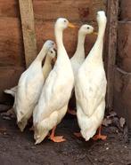 Span witte Indische loopeenden, Dieren en Toebehoren, Pluimvee, Meerdere dieren, Eend