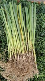 Biologische herfstprei - prei - preiplanten - bio, Tuin en Terras, Planten | Tuinplanten, Volle zon, Groenteplanten, Eenjarig