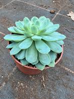 Echeveria elegance, Tuin en Terras, Planten | Tuinplanten, Ophalen of Verzenden, Overige soorten, Volle zon