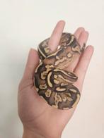 Ballpython- koningspython- python regius, Dieren en Toebehoren, Slang, 0 tot 2 jaar