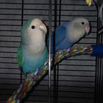 Agaponis jongen, Dieren en Toebehoren, Vogels | Parkieten en Papegaaien, Geslacht onbekend, Dwergpapegaai of Agapornis, Geringd