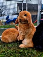 Te koop mooie nederlandse dwerg hangoor konijntjes, Meerdere dieren, Dwerg, Hangoor