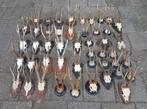 De allermooiste forse ree bokken ! 6-Enders gewei geweien, Verzamelen, Dierenverzamelingen, Ophalen of Verzenden, Zo goed als nieuw