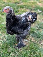 Brahma hanen 2 stuks, Dieren en Toebehoren, Pluimvee