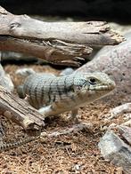 Zebra skink / Trachylepis dichroma 1.0.1, Hagedis, Tam, 0 tot 2 jaar