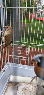Jonge binsen astrilde uit buiten voliere., Dieren en Toebehoren, Ophalen of Verzenden, Zo goed als nieuw, 110 cm of meer