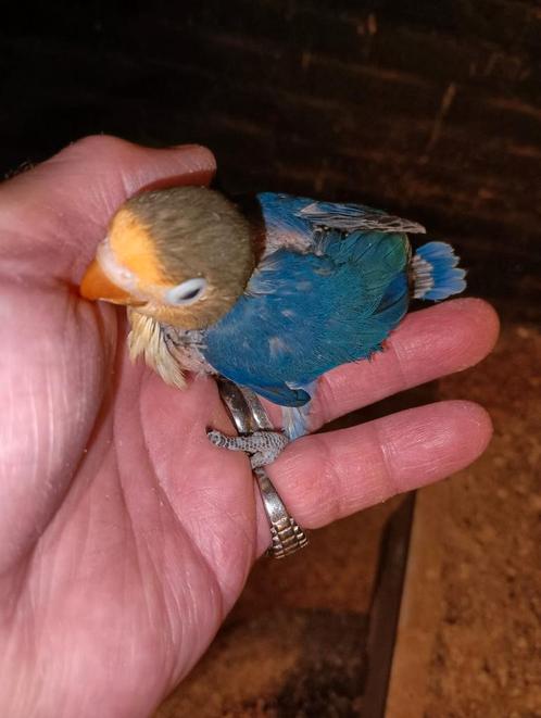 mooie jongen baby  agapornissen  om tam temaken pap geven, Dieren en Toebehoren, Vogels | Parkieten en Papegaaien, Dwergpapegaai of Agapornis