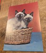 Twee Siamese katjes in een mandje, Verzenden, 1980 tot heden, Ongelopen, Hond of Kat