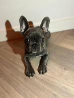 Franse bulldog pup teefje, Dieren en Toebehoren, Honden | Bulldogs, Pinschers en Molossers, Particulier, Bulldog, 8 tot 15 weken