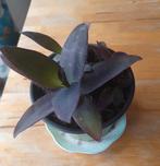 Tradescantia Pallida, Ophalen, Overige soorten, Minder dan 100 cm