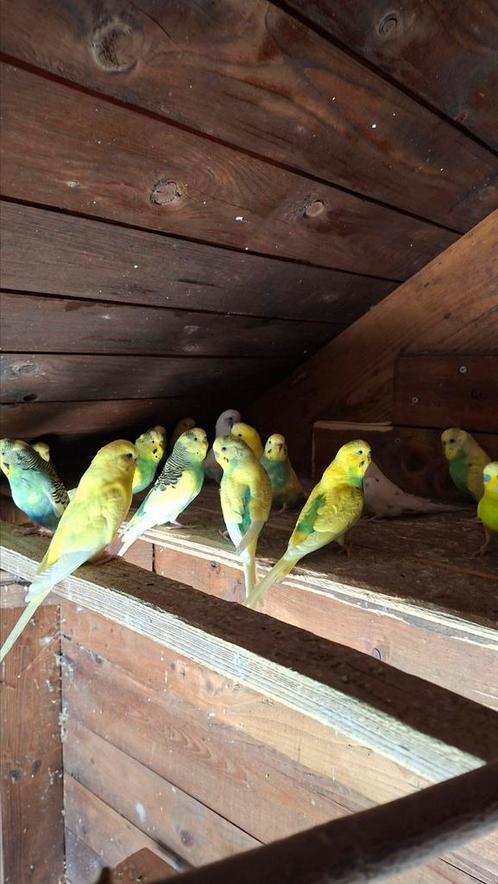 Regenboog parkieten, grijs met wit en reguliere kleuren, Dieren en Toebehoren, Vogels | Parkieten en Papegaaien, Parkiet, Meerdere dieren