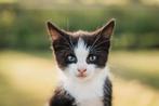 Te koop: prachtige, superschattige kitten!, Dieren en Toebehoren, Katten en Kittens | Overige Katten, Meerdere dieren, Kortharig