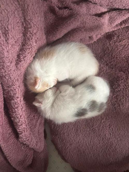 Lieve kittens, Dieren en Toebehoren, Katten en Kittens | Overige Katten, Kater, 0 tot 2 jaar